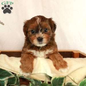Sally, Shih-Poo Puppy