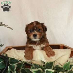 Sally, Shih-Poo Puppy