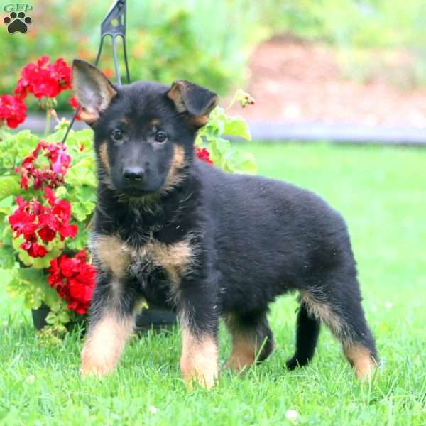 Sally, German Shepherd Puppy