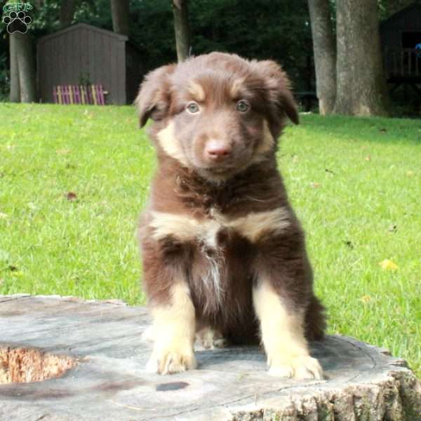 Sam, Australian Shepherd Puppy