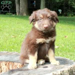 Sam, Australian Shepherd Puppy