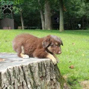Sam, Australian Shepherd Puppy