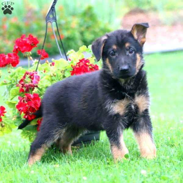 Sam, German Shepherd Puppy