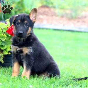 Sam, German Shepherd Puppy