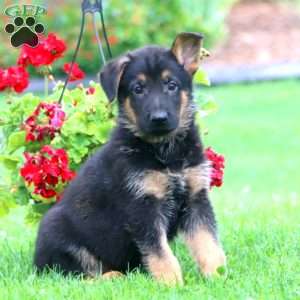 Sam, German Shepherd Puppy