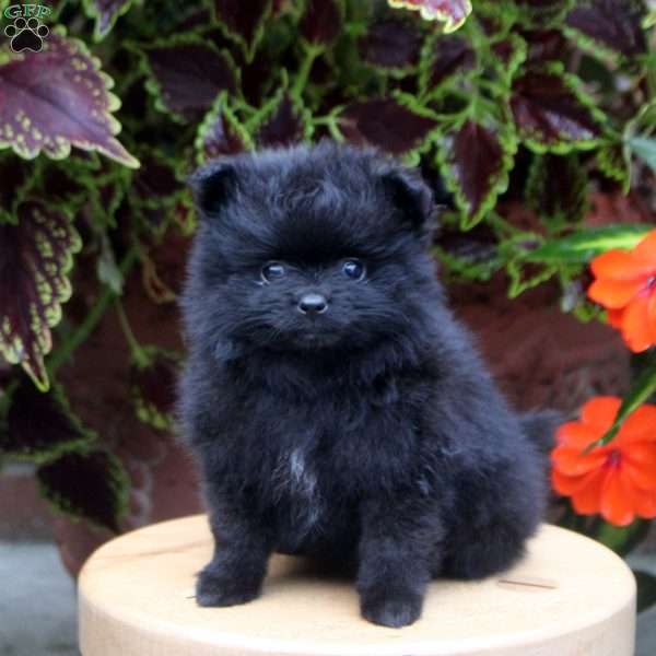 Samantha, Pomeranian Puppy