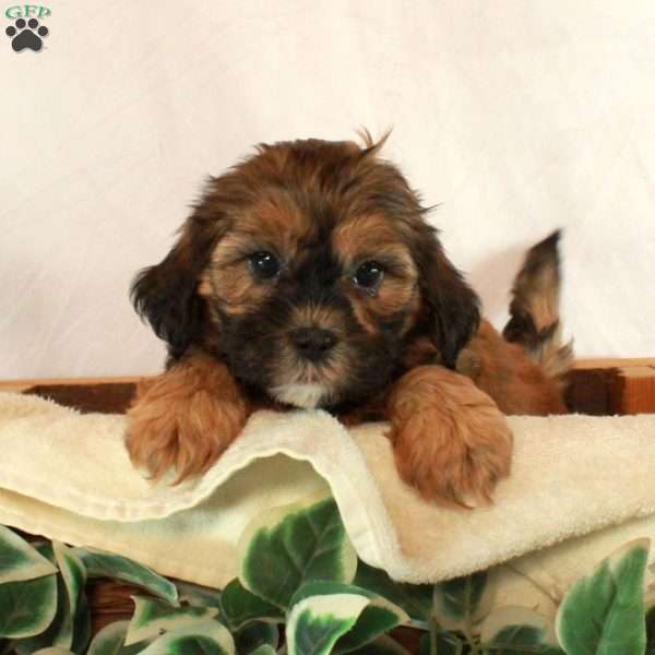 Samantha, Shih-Poo Puppy