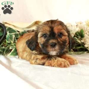 Samantha, Shih-Poo Puppy