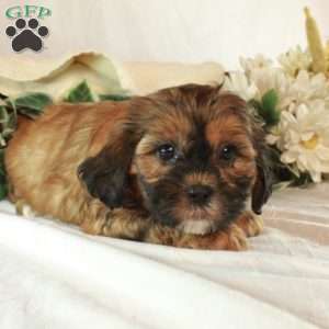 Samantha, Shih-Poo Puppy