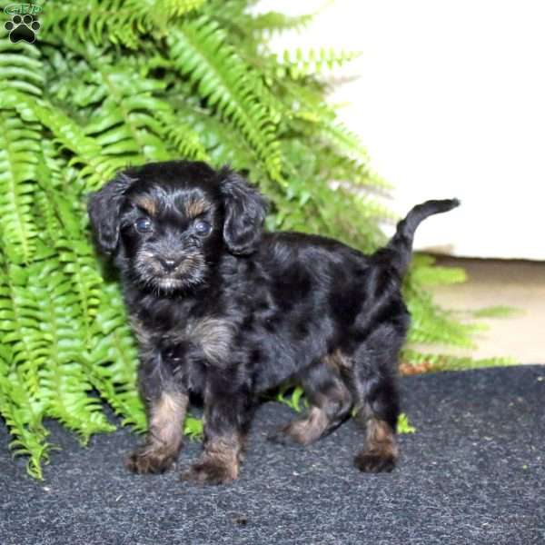 Samantha, Cavapoo Puppy
