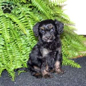Samantha, Cavapoo Puppy