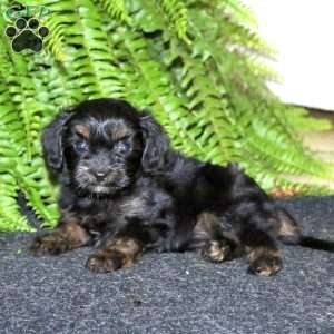 Samantha, Cavapoo Puppy
