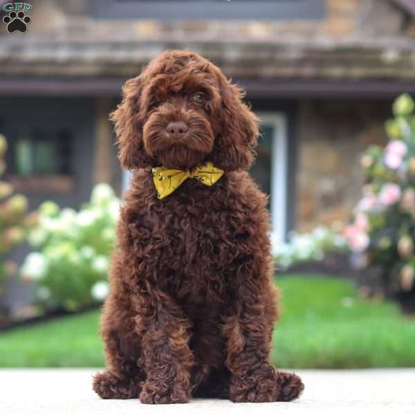 Sammie, Cockapoo Puppy