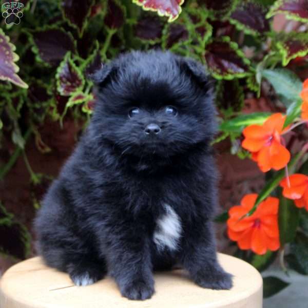 Sammy, Pomeranian Puppy