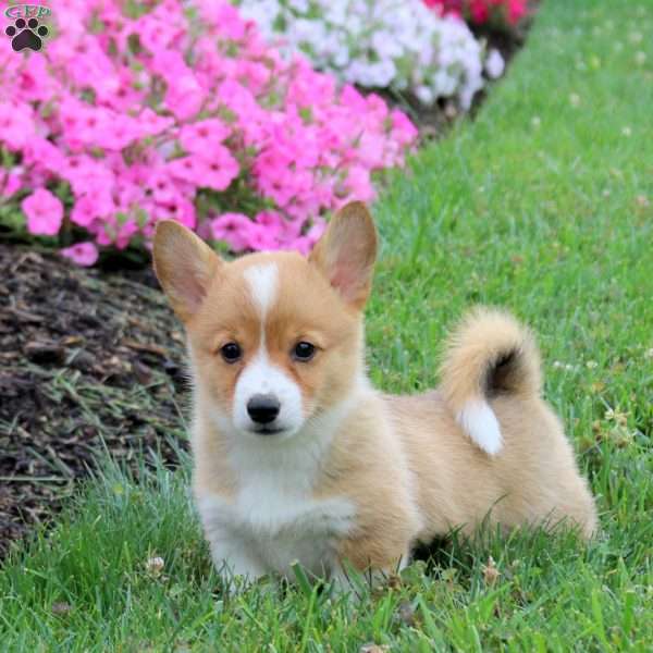 Sammy, Pembroke Welsh Corgi Puppy