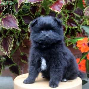 Sammy, Pomeranian Puppy