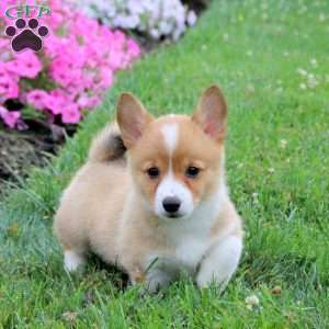 Sammy, Pembroke Welsh Corgi Puppy