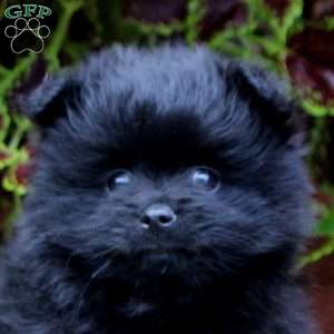 Sammy, Pomeranian Puppy