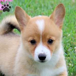 Sammy, Pembroke Welsh Corgi Puppy