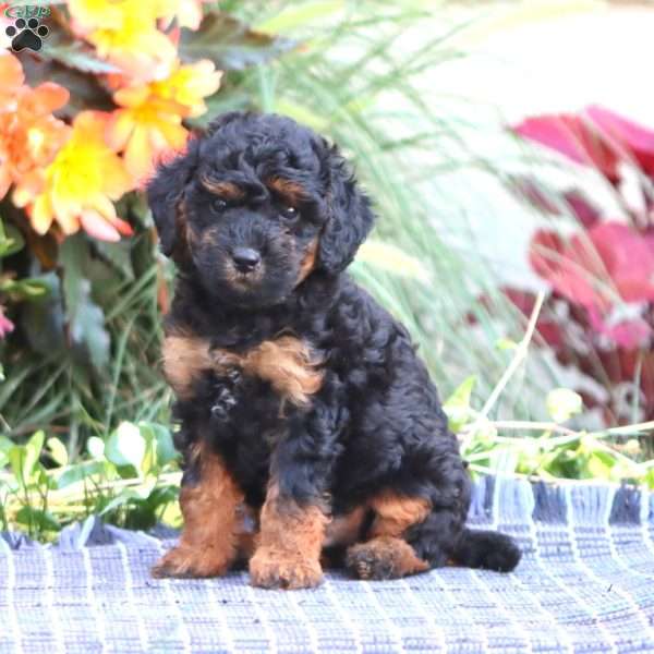 Sammy, Miniature Poodle Puppy