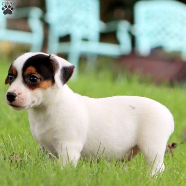 Sammy, Jack Russell Terrier Puppy