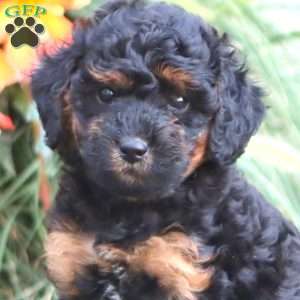 Sammy, Miniature Poodle Puppy