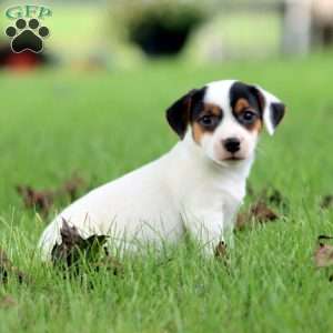 Sammy, Jack Russell Terrier Puppy