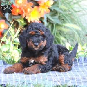 Sammy, Miniature Poodle Puppy