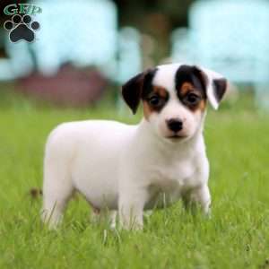 Sammy, Jack Russell Terrier Puppy