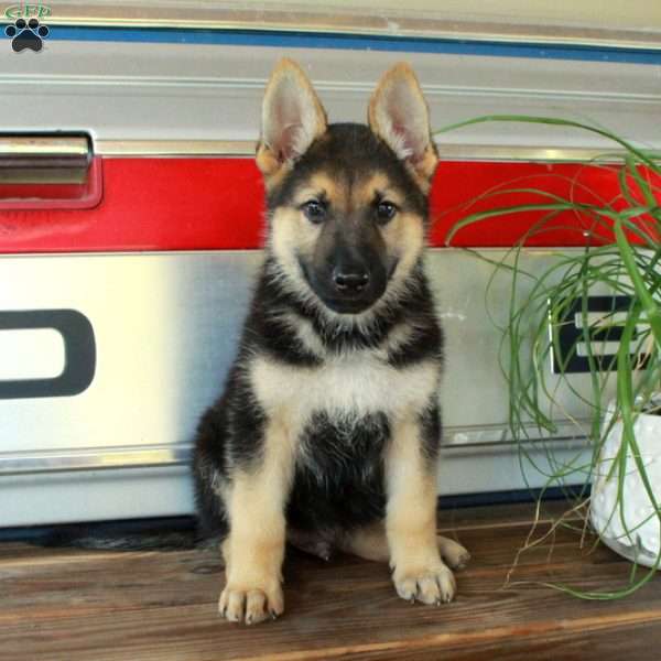 Samson, German Shepherd Puppy