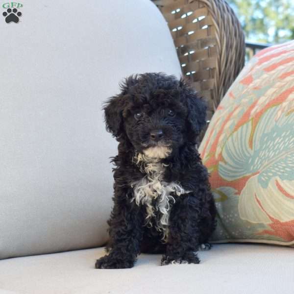 Samson, Miniature Poodle Puppy
