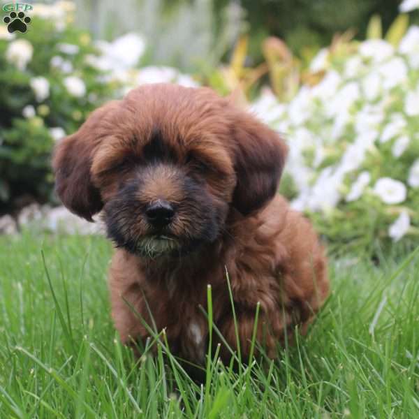 Samson, Toy Poodle Mix Puppy
