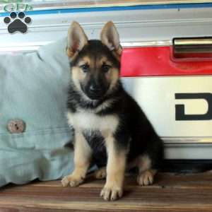 Samson, German Shepherd Puppy
