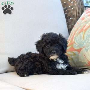 Samson, Miniature Poodle Puppy