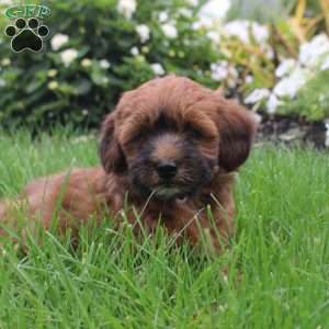 Samson, Toy Poodle Mix Puppy
