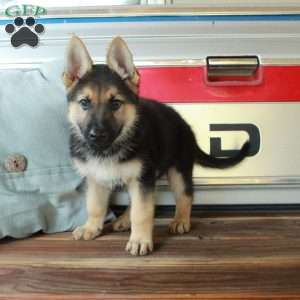 Samson, German Shepherd Puppy