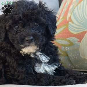 Samson, Miniature Poodle Puppy