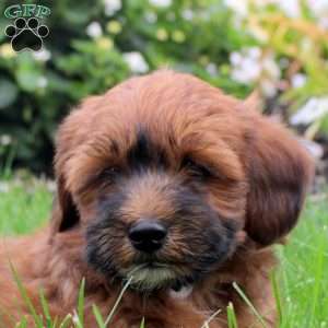 Samson, Toy Poodle Mix Puppy