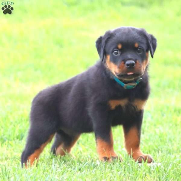 Mr. Samson, Rottweiler Puppy