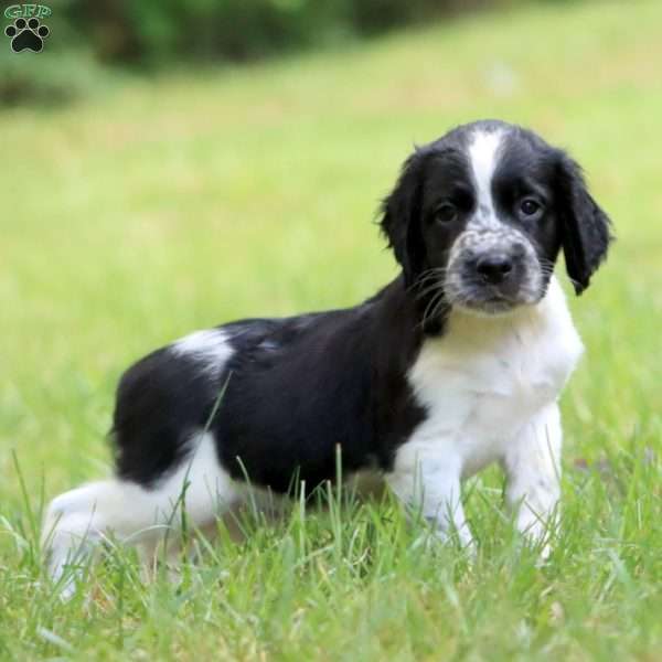 Samson, English Springer Spaniel Puppy
