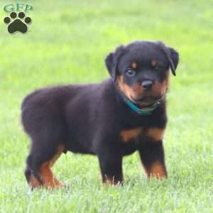 Mr. Samson, Rottweiler Puppy