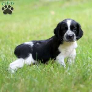 Samson, English Springer Spaniel Puppy