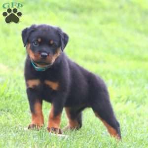 Mr. Samson, Rottweiler Puppy
