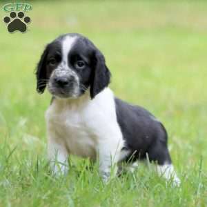 Samson, English Springer Spaniel Puppy