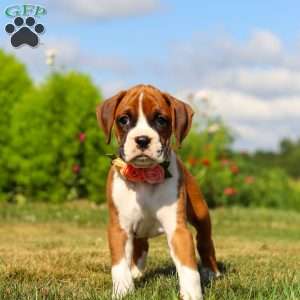 Sandy, Boxer Puppy
