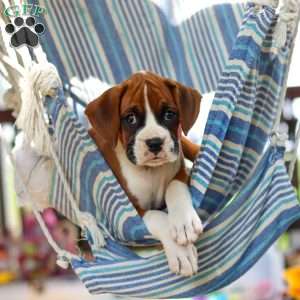 Sandy, Boxer Puppy