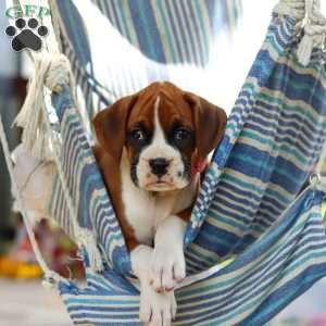 Sandy, Boxer Puppy