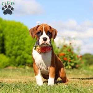 Sandy, Boxer Puppy