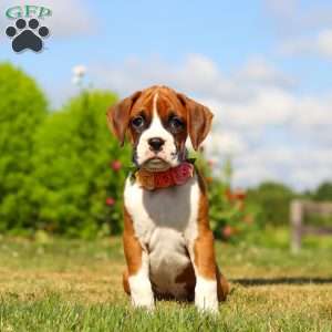 Sandy, Boxer Puppy