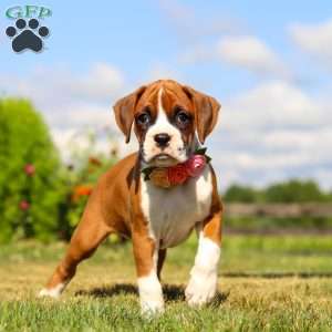 Sandy, Boxer Puppy